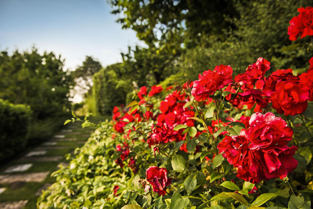 Corte Delle Cicale Bed & Breakfast Bardolino Exterior photo